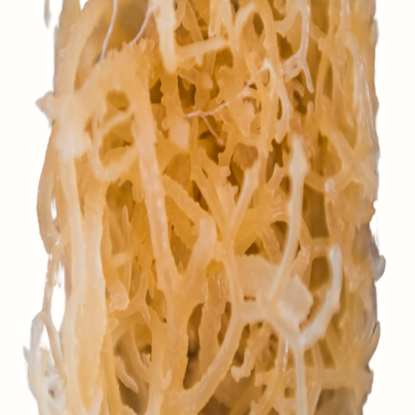 Sea Moss Gel